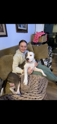 Lost Male Dog last seen Bay point drive Forest lake MN, Forest Lake, MN 55025