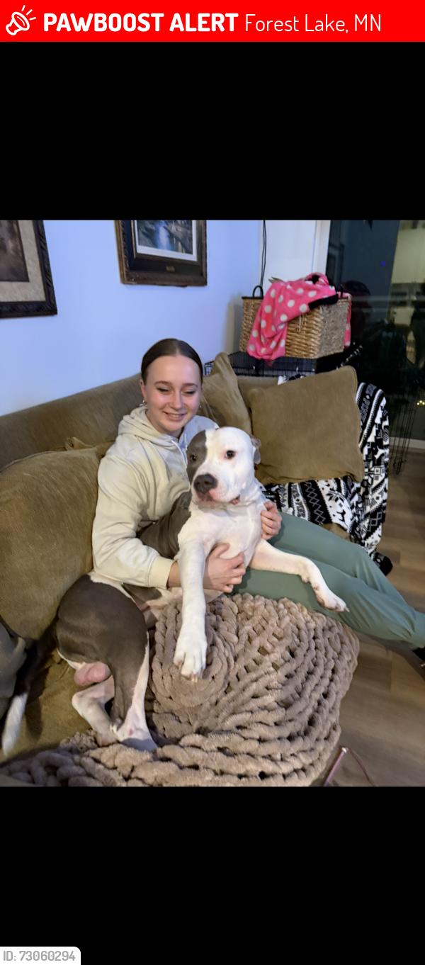Lost Male Dog last seen Bay point drive Forest lake MN, Forest Lake, MN 55025