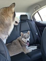 Found/Stray Unknown Dog last seen Camp Wisdom and Robinson, Grand Prairie, TX 75052