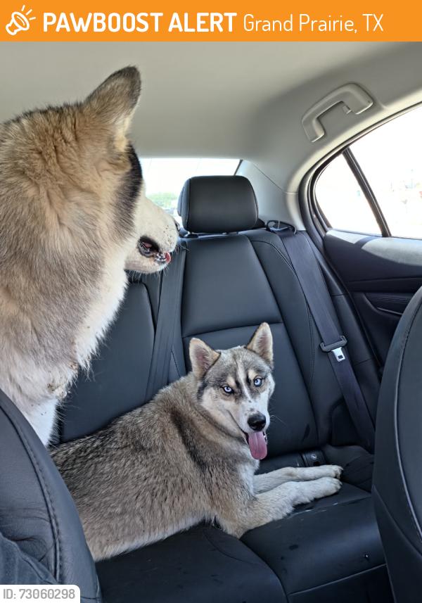 Found/Stray Unknown Dog last seen Camp Wisdom and Robinson, Grand Prairie, TX 75052