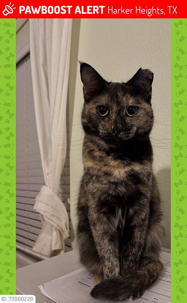 Lost Female Cat last seen W Iowa Dr, Harker Heights, TX 76548