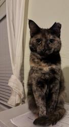 Lost Female Cat last seen W Iowa Dr, Harker Heights, TX 76548
