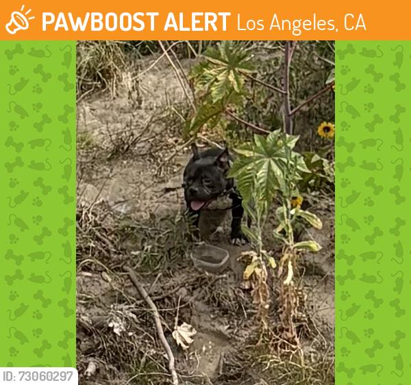 Found/Stray Unknown Dog last seen Balboa Avenue across from Lake Balboa, Los Angeles, CA 91316