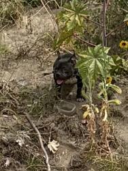 Found/Stray Unknown Dog last seen Balboa Avenue across from Lake Balboa, Los Angeles, CA 91316