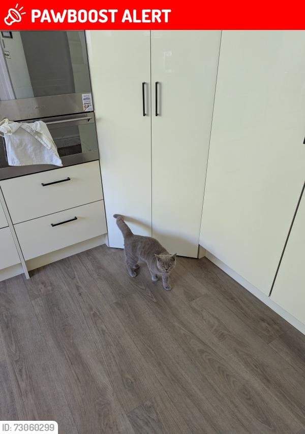 Lost Male Cat last seen Wilton Road, London, England EN4 9DX