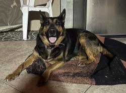 Found/Stray Female Dog last seen Leeds and highland, Ontario, CA 91764