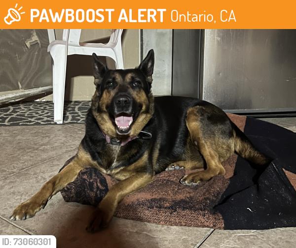 Found/Stray Female Dog last seen Leeds and highland, Ontario, CA 91764