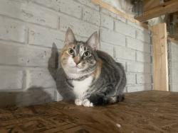 Reunited Female Cat last seen Glen crossing dr, Etna, OH 43062