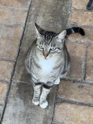 Lost Female Cat last seen Marco and ashwood, Los Angeles, CA 90066