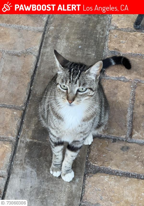 Lost Female Cat last seen Marco and ashwood, Los Angeles, CA 90066