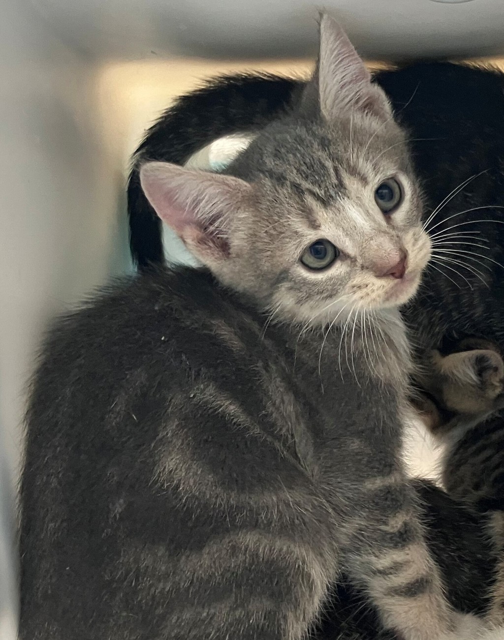 Shelter Stray Male Cat last seen Prall Avenue, STATEN ISLAND, NY, 10309, 3139 Veterans Rd W, Staten Island, NY 10309, USA