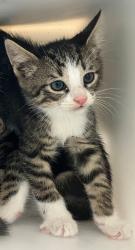 Shelter Stray Male Cat last seen Prall Avenue, STATEN ISLAND, NY, 10309, 3139 Veterans Rd W, Staten Island, NY 10309, USA