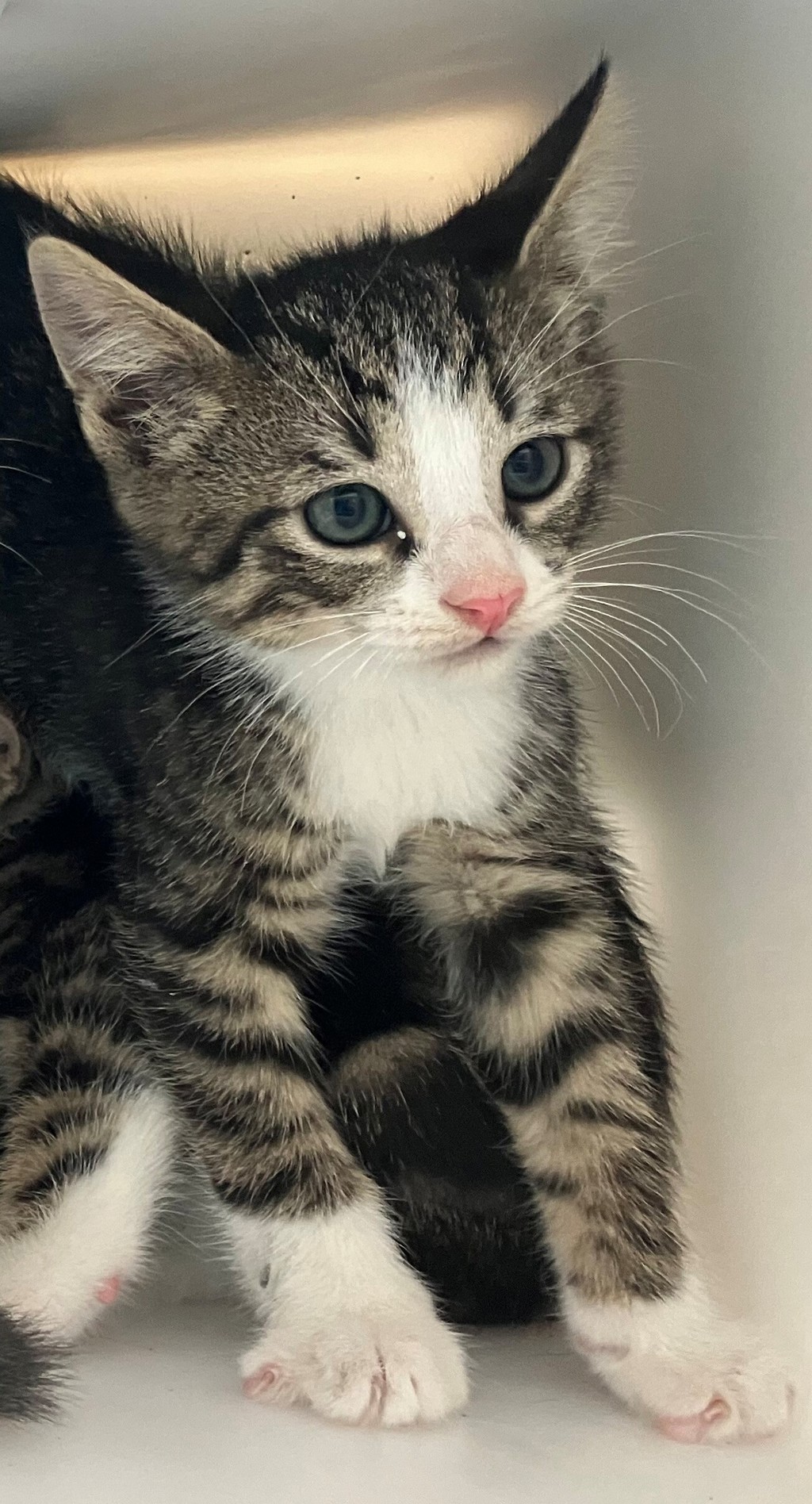 Shelter Stray Male Cat last seen Prall Avenue, STATEN ISLAND, NY, 10309, 3139 Veterans Rd W, Staten Island, NY 10309, USA