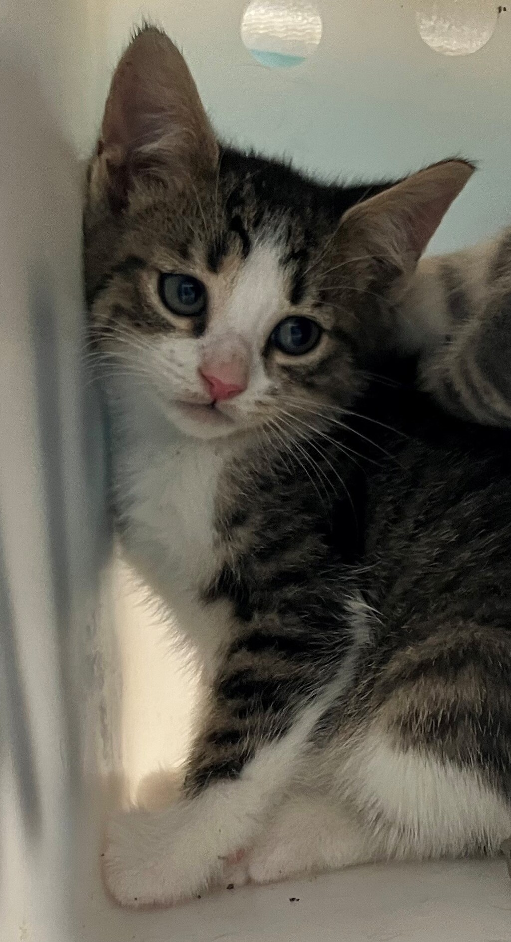 Shelter Stray Female Cat last seen Prall Avenue, STATEN ISLAND, NY, 10309, 3139 Veterans Rd W, Staten Island, NY 10309, USA