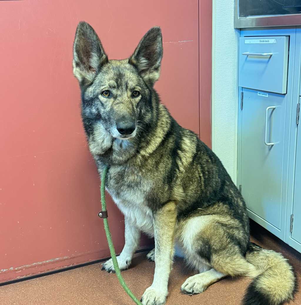 Shelter Stray Female Dog last seen Near Washington Avenue, SAN LEANDRO, CA, 94577, 8323 Baldwin St, Oakland, CA 94621, USA