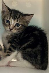Shelter Stray Male Cat last seen Prall Avenue, STATEN ISLAND, NY, 10309, 3139 Veterans Rd W, Staten Island, NY 10309, USA
