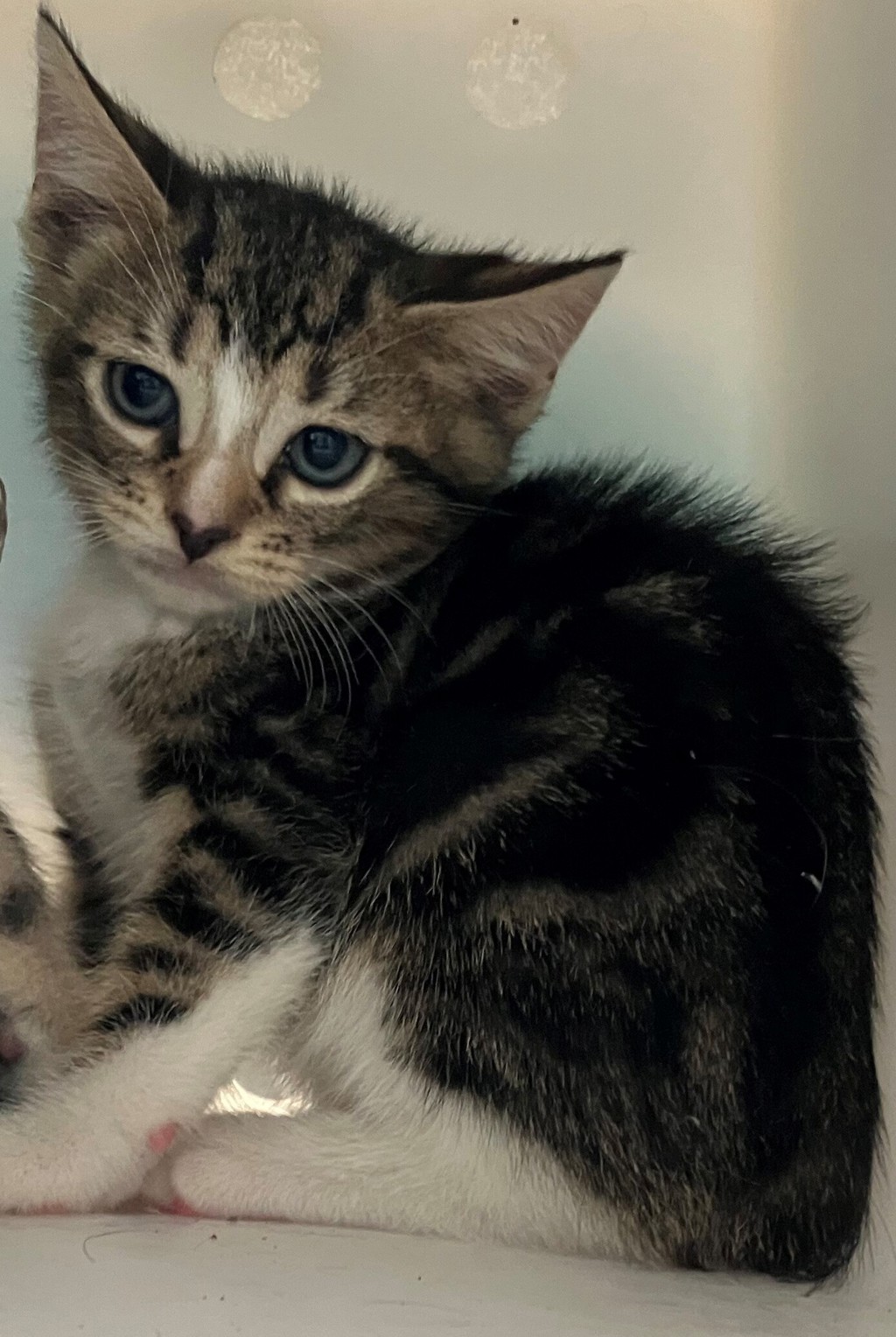 Shelter Stray Male Cat last seen Prall Avenue, STATEN ISLAND, NY, 10309, 3139 Veterans Rd W, Staten Island, NY 10309, USA