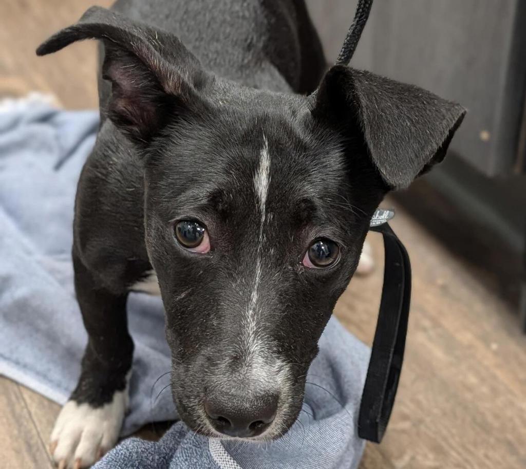 Shelter Stray Male Dog last seen Near Viewpoint Dr, San Diego, CA, 92139, 5500 Gaines St, San Diego, CA 92110, USA