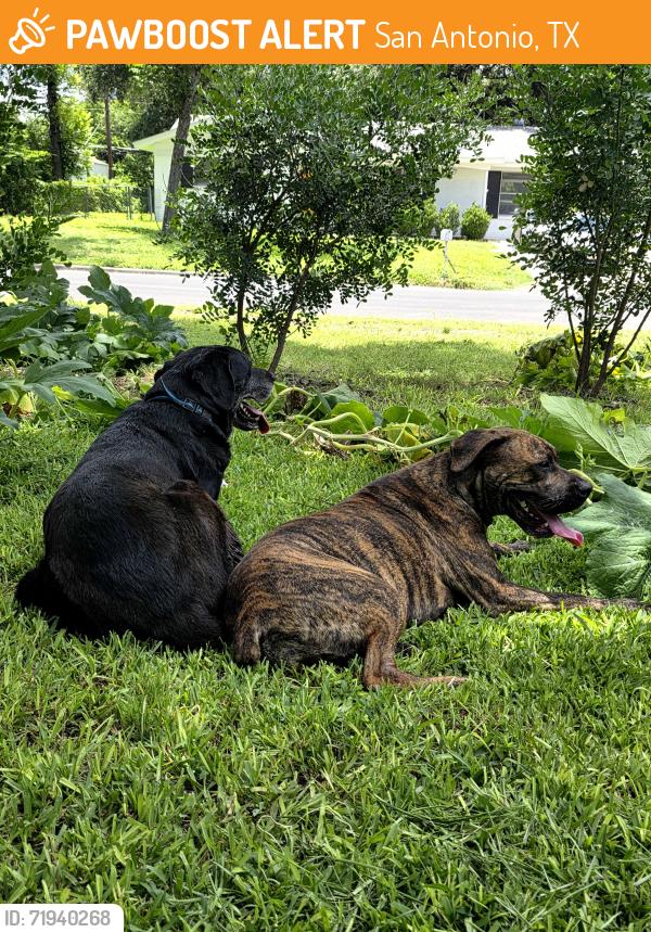 Found/Stray Male Dog last seen Clearview, Callaghan, San Antonio, TX 78228