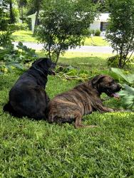 Found/Stray Male Dog last seen Clearview, Callaghan, San Antonio, TX 78228