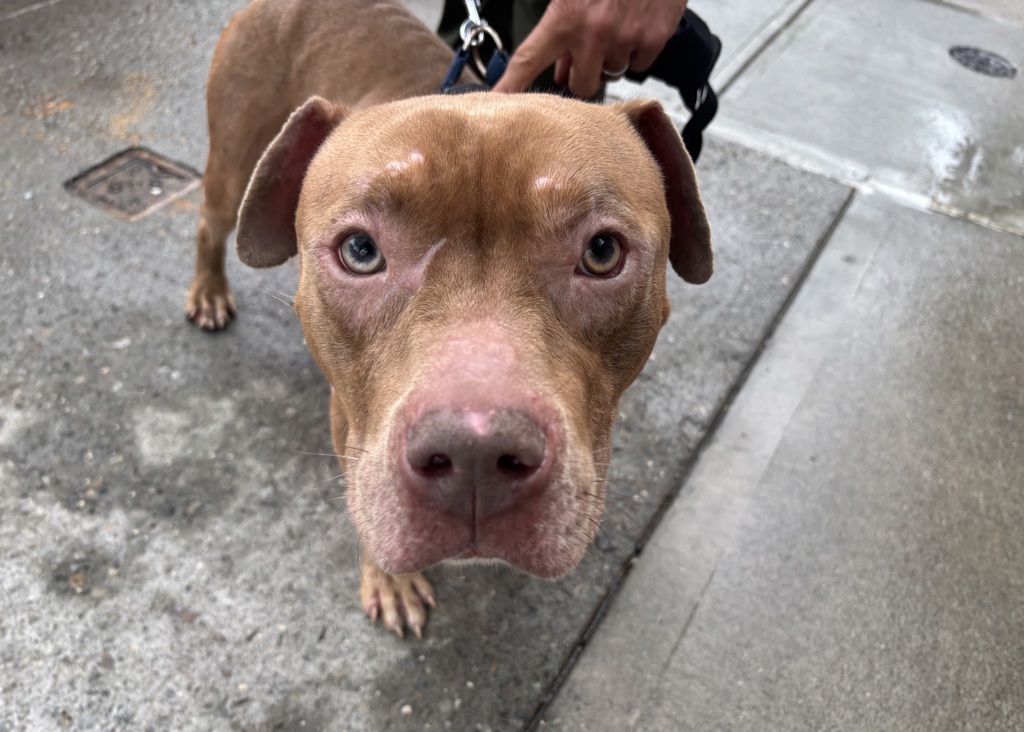 Shelter Stray Male Dog last seen Near Walton, BRONX, NY, 10453, 326 E 110th St, New York, NY 10029, USA