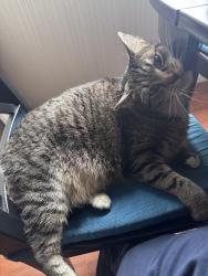 Reunited Female Cat last seen Near Telegraph Ave, Berkeley, CA 94704, USA, Berkeley, CA 94704
