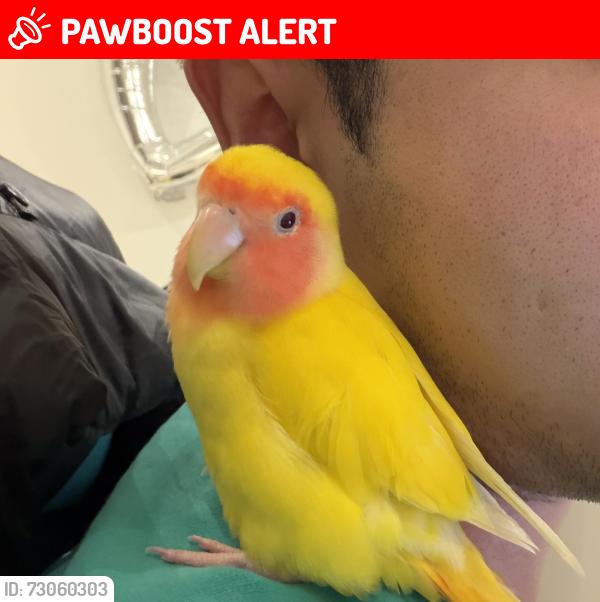 Lost Male Bird last seen Camden Road ang St Pancras Street, Greater London, England NW1 9DN