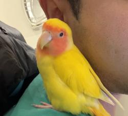 Lost Male Bird last seen Camden Road ang St Pancras Street, Greater London, England NW1 9DN