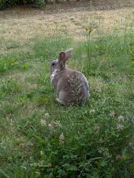 Found/Stray Unknown Rabbit last seen Farmington & 156th, Beaverton, OR 97007