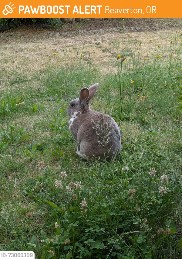 Found/Stray Unknown Rabbit last seen Farmington & 156th, Beaverton, OR 97007
