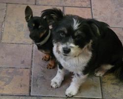 Lost Female Dog last seen 50th and Memphis, Lubbock, TX 79413