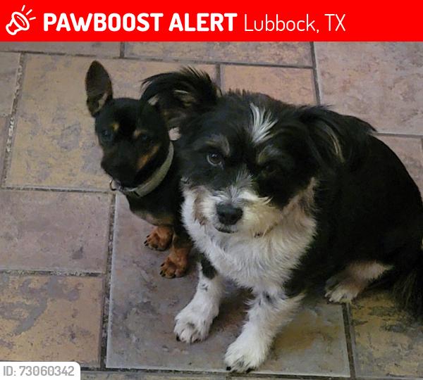 Lost Female Dog last seen 50th and Memphis, Lubbock, TX 79413