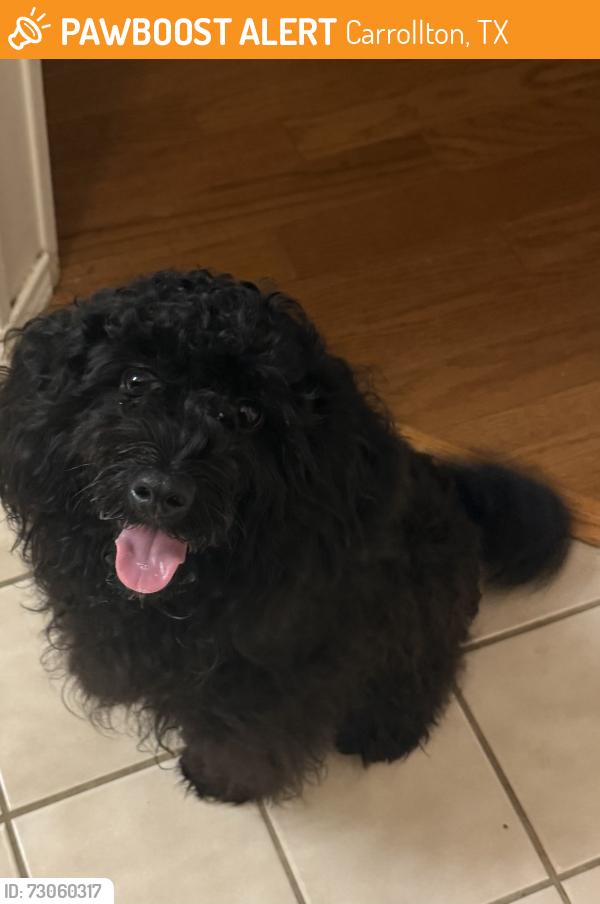 Found/Stray Unknown Dog last seen Alto Avenue & Hebron , Carrollton, TX 75007