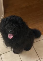 Found/Stray Unknown Dog last seen Alto Avenue & Hebron , Carrollton, TX 75007