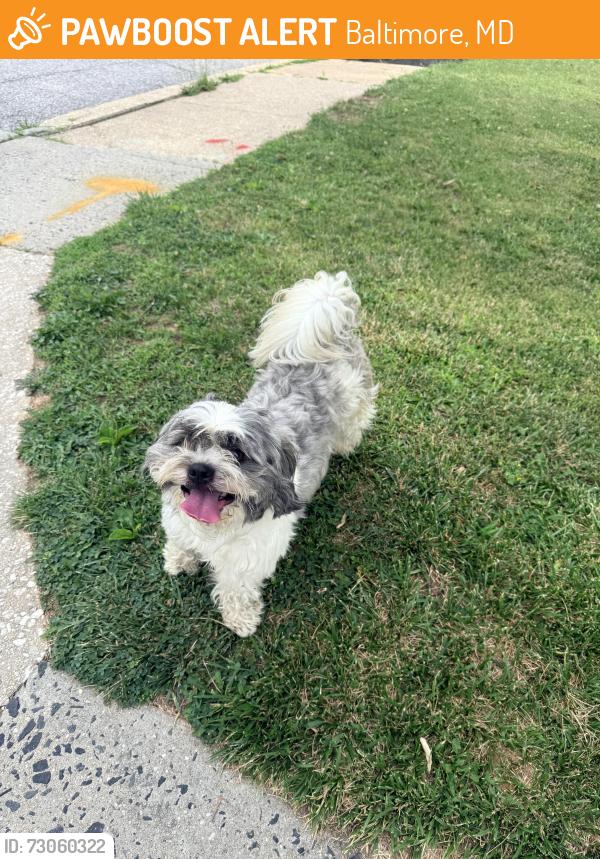 Found/Stray Male Dog last seen Belvedere and Nasco, Baltimore, MD 21239