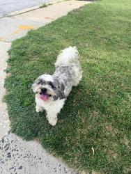 Found/Stray Male Dog last seen Belvedere and Nasco, Baltimore, MD 21239