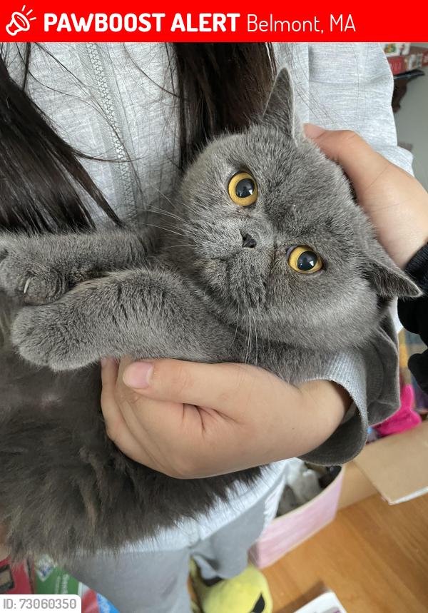 Lost Female Cat last seen Oliver Rd, Belmont, MA 02478