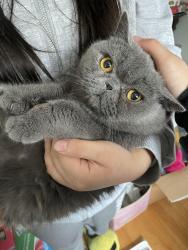 Lost Female Cat last seen Oliver Rd, Belmont, MA 02478