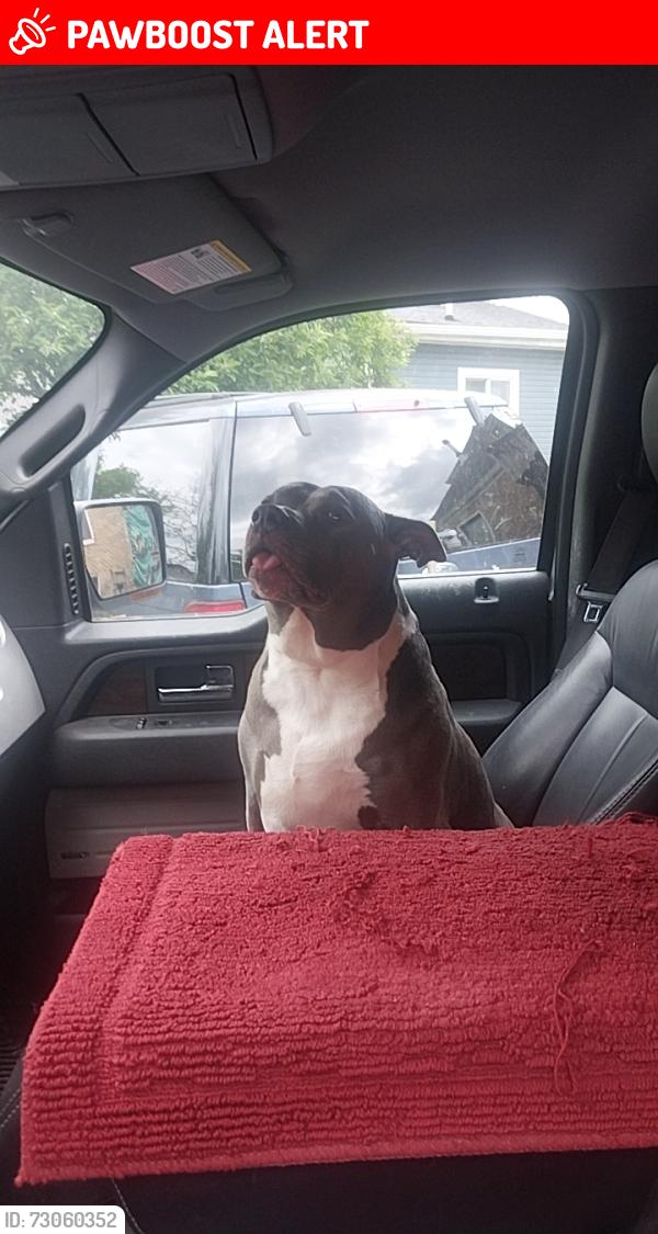 Lost Female Dog last seen Near olden ave, Arlington Heights, OH 45215
