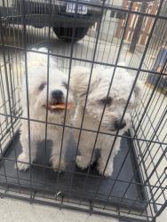 Found/Stray Unknown Dog last seen Fairfax and college, East Niles, CA 93306