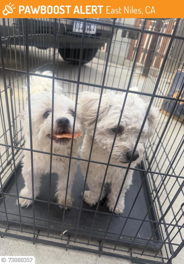 Found/Stray Unknown Dog last seen Fairfax and college, East Niles, CA 93306