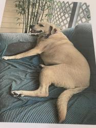 Lost Female Dog last seen Deacon, College Station, TX 77845