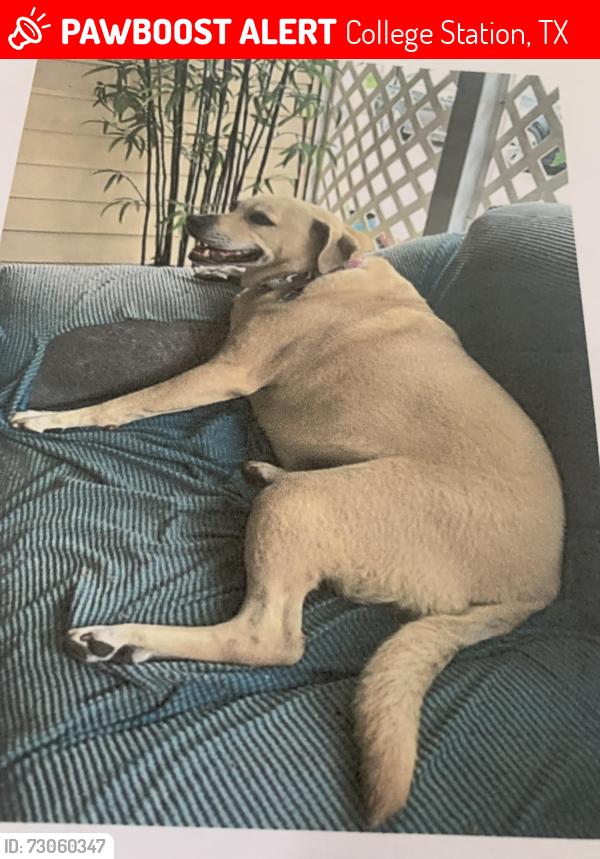 Lost Female Dog last seen Deacon, College Station, TX 77845