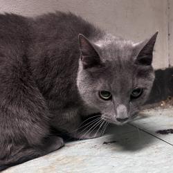 Shelter Stray Male Cat last seen , Animal Care & Control Team of Philly, 111 W Hunting Park Ave, Philadelphia, PA 19140, USA