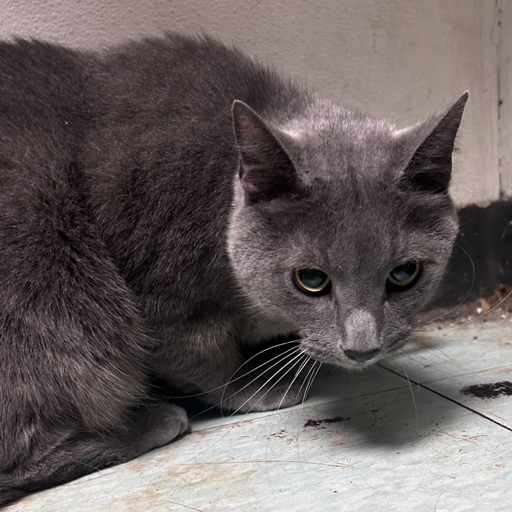 Shelter Stray Male Cat last seen , Animal Care & Control Team of Philly, 111 W Hunting Park Ave, Philadelphia, PA 19140, USA