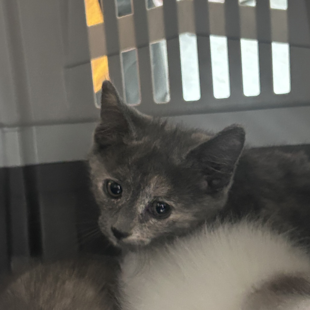 Shelter Stray Female Cat last seen , Animal Care & Control Team of Philly, 111 W Hunting Park Ave, Philadelphia, PA 19140, USA