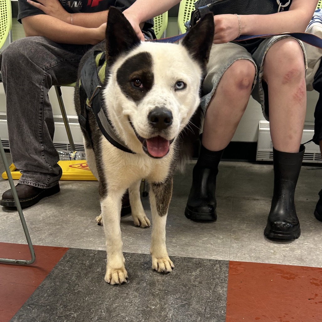 Shelter Stray Male Dog last seen , Animal Care & Control Team of Philly, 111 W Hunting Park Ave, Philadelphia, PA 19140, USA