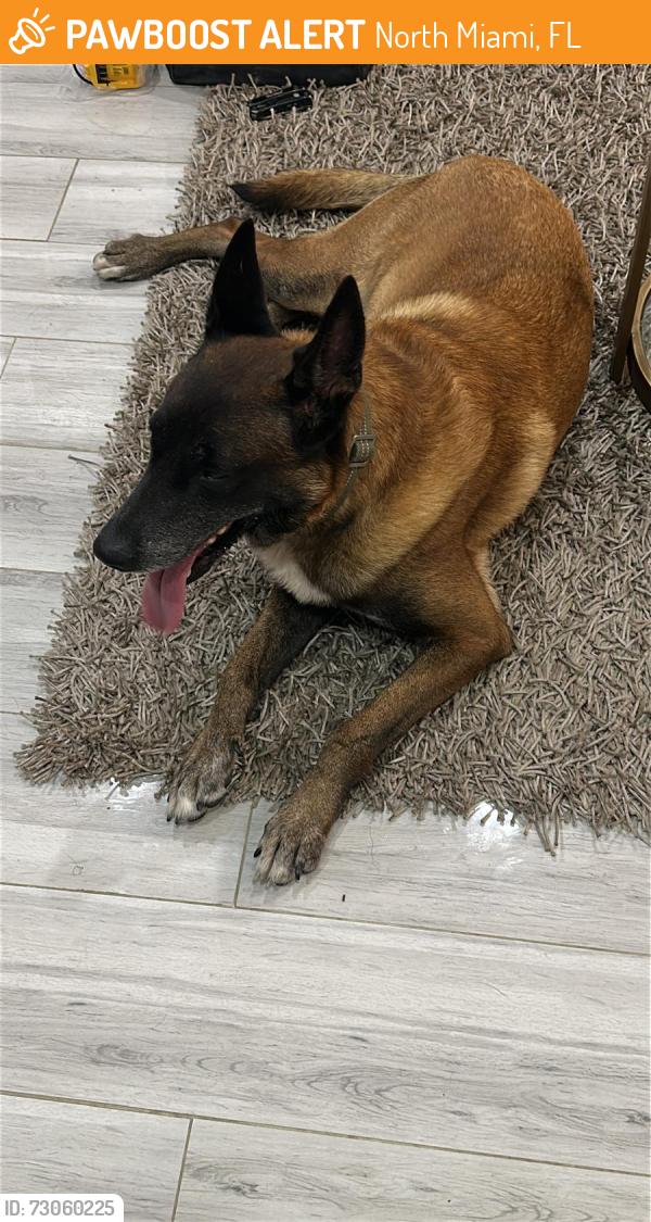 Found/Stray Male Dog last seen 4th Court North Miami, North Miami, FL 33168