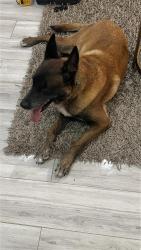 Found/Stray Male Dog last seen 4th Court North Miami, North Miami, FL 33168