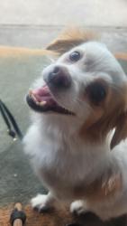 Reunited Female Dog last seen North lane, Orlando, FL 32808